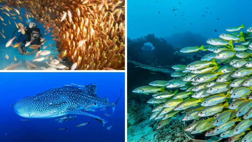 Diving Koh Tao