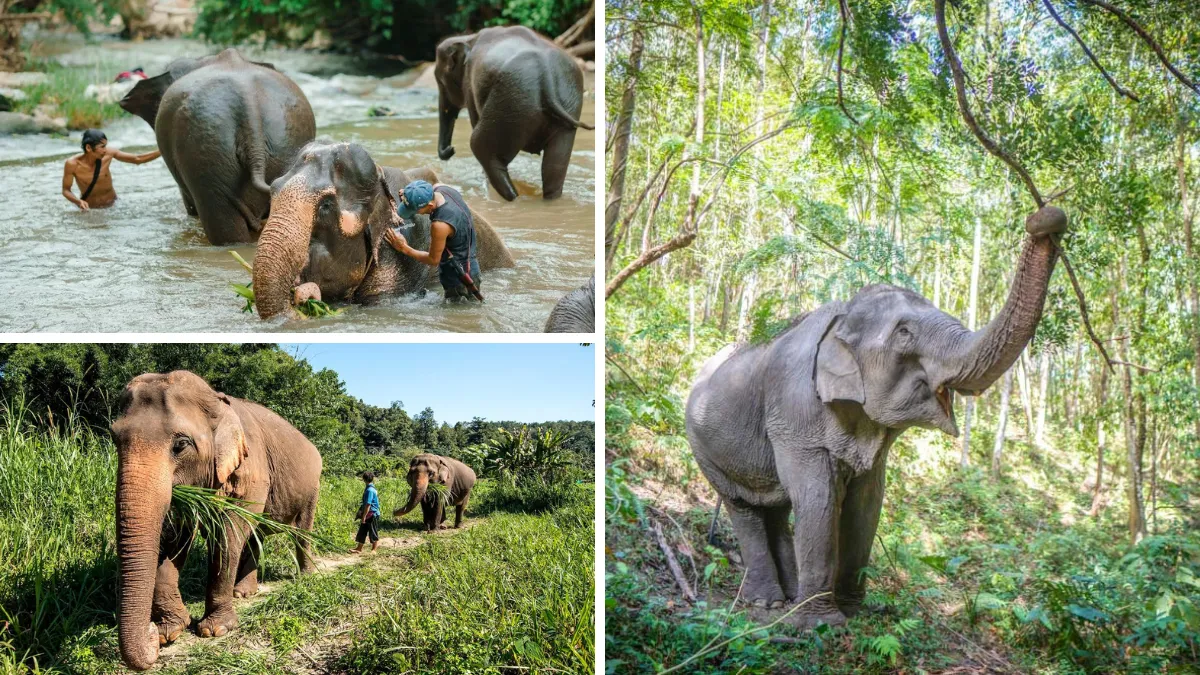 Ethical Elephant Sanctuaries Chiang Mai