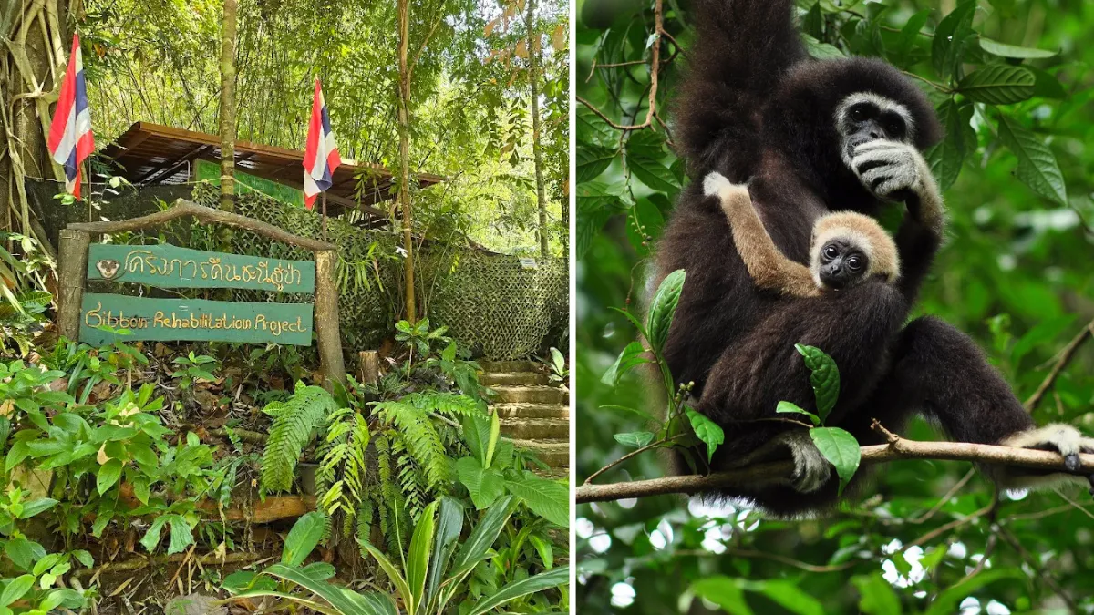 Gibbon Rehabilitation Center, Pa Klok, Phuket