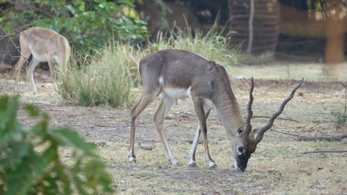 Indian Antelope walking free in a university campus in Chennai, India