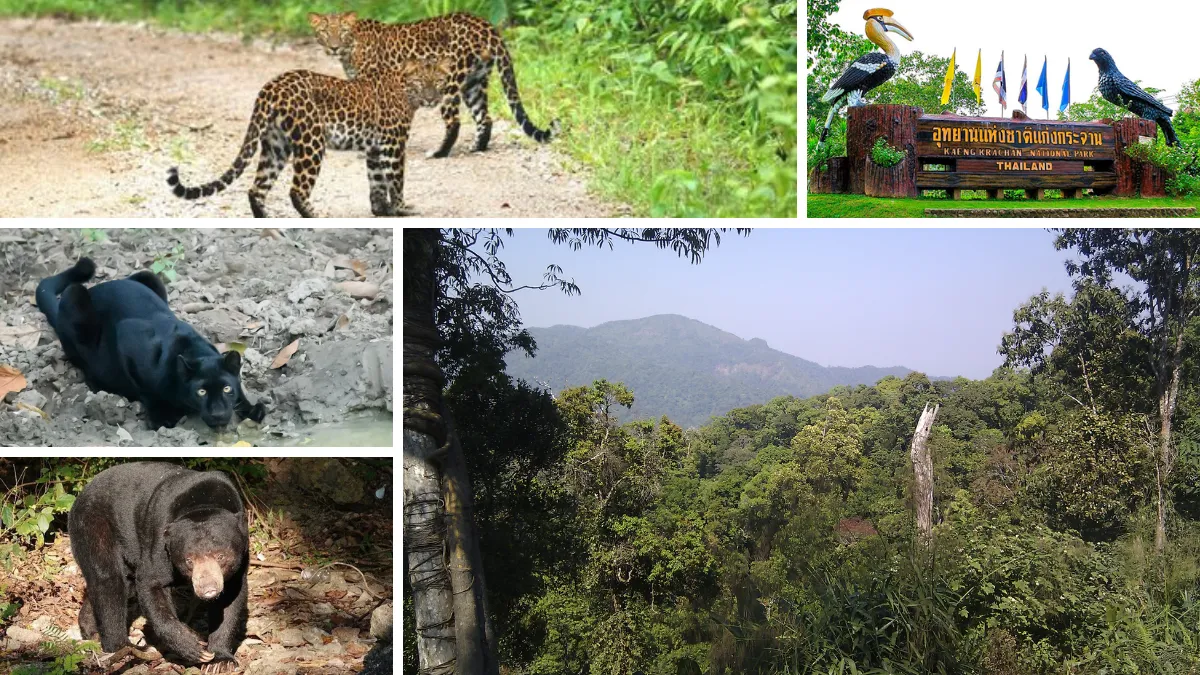 Kaeng Krachan National Park Phetchaburi
