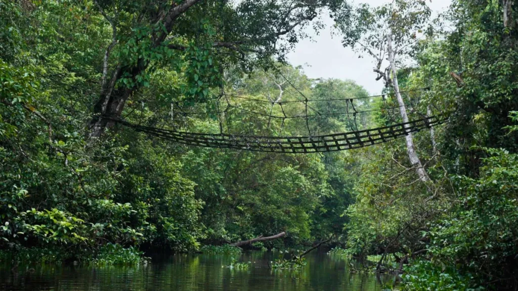 Kinabatangan River Malaysian Borneo