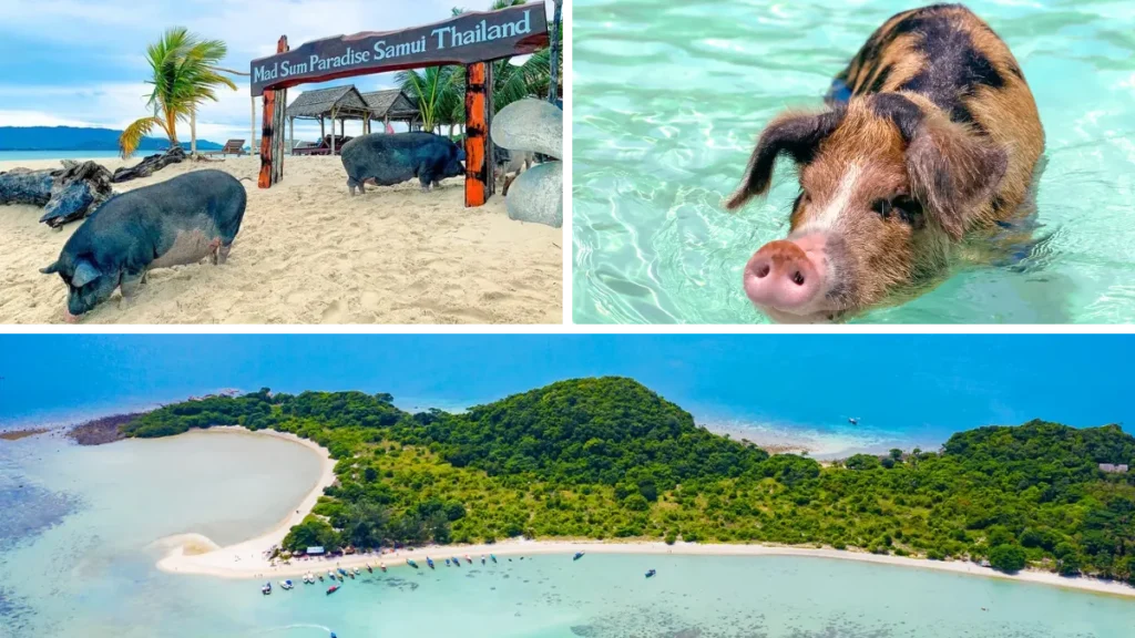 Koh Madsum (Pig Island)
