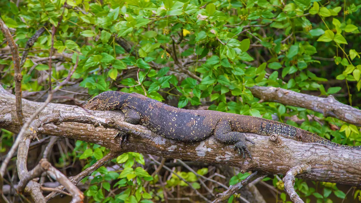 Monitor lizard sunning itself in a tree