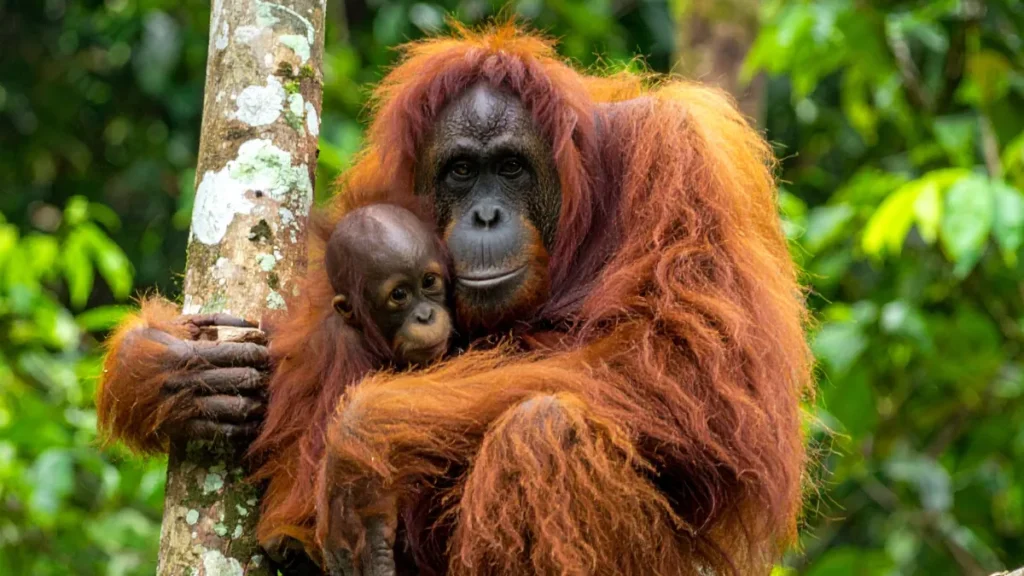Orangutan, Sabah, Malaysia