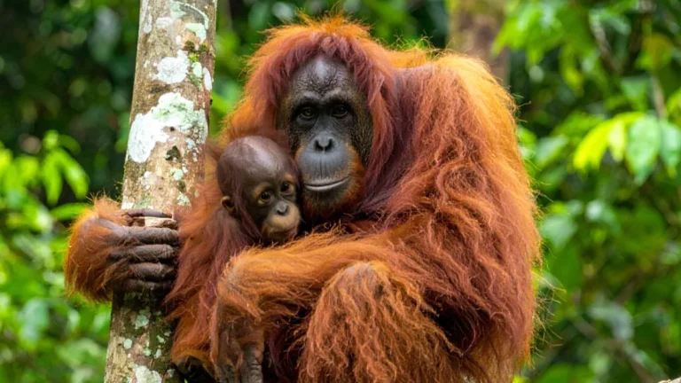 Orangutan, Sabah, Malaysia