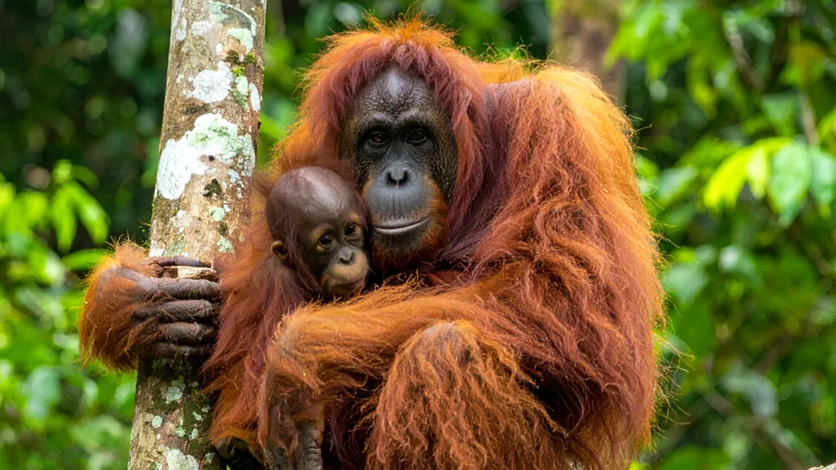 Orangutan, Sabah, Malaysia