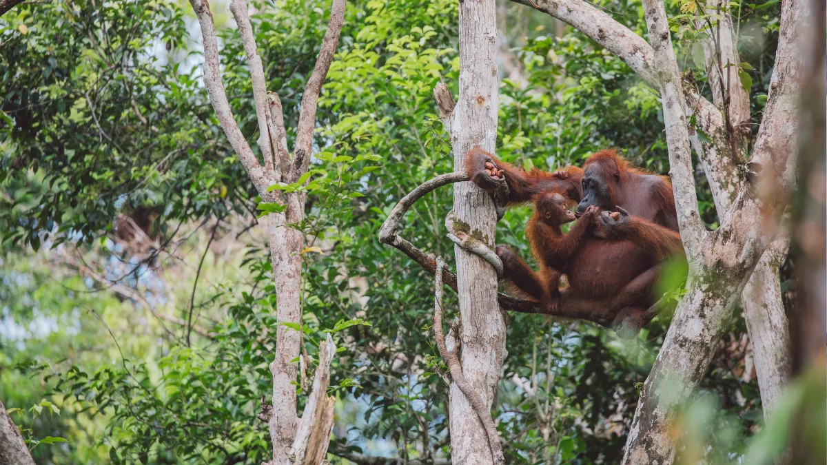 Orangutan mother and baby resting in a tree
