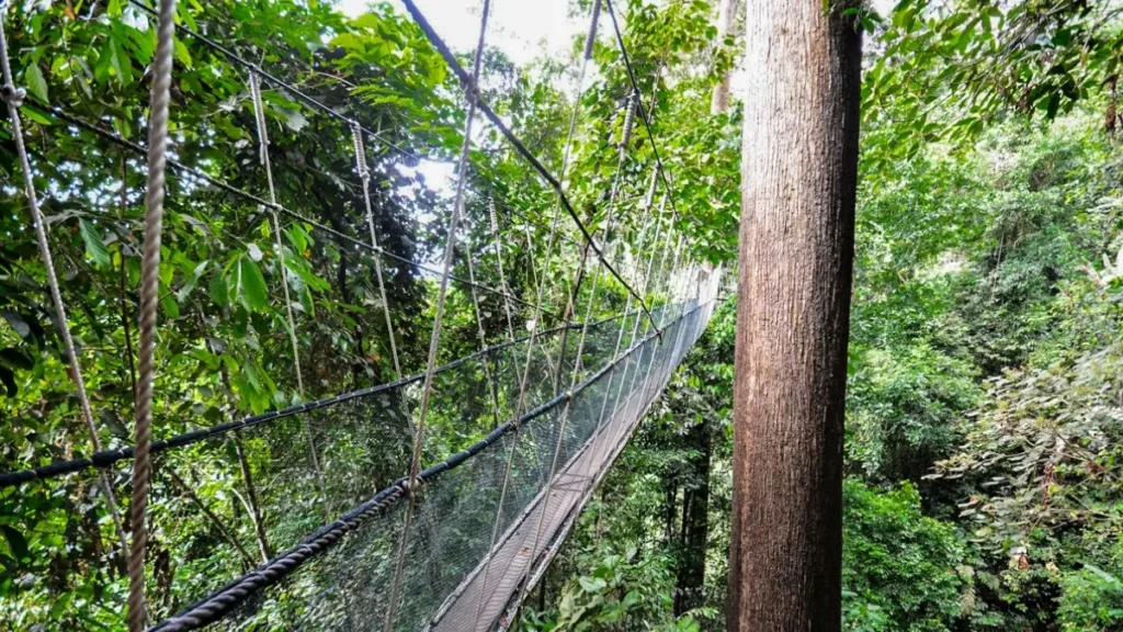 Poring Hot Springs Tree Walk