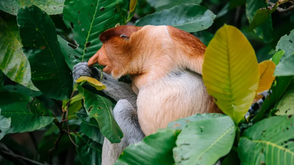 Proboscis Monkey between Green Foliage of Trees