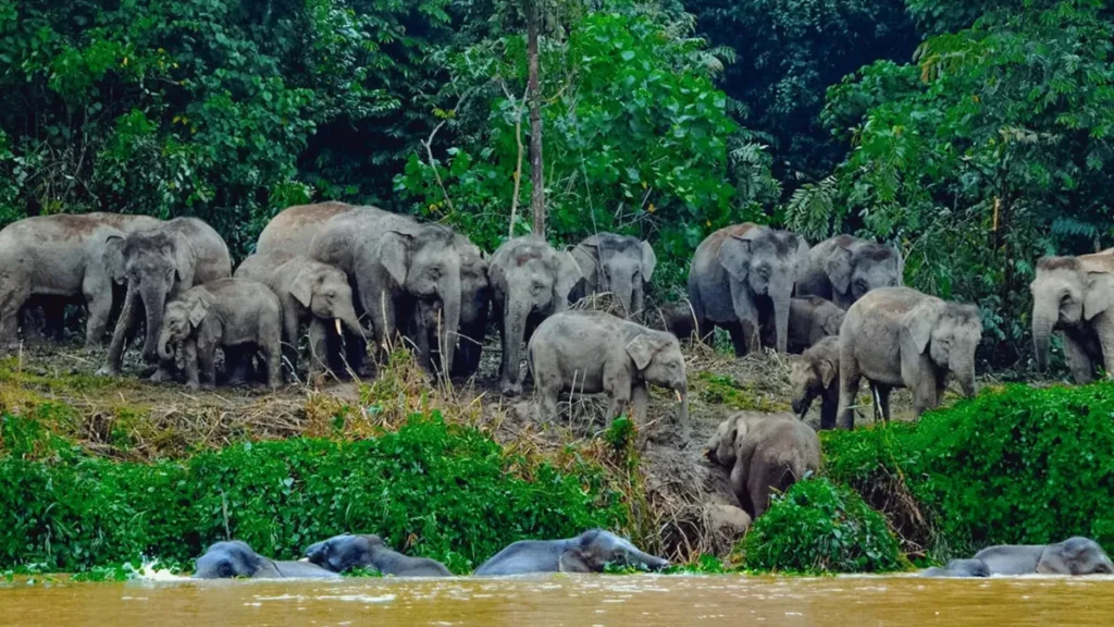 Pygmy Elephants, Kinabatangan River Wildlife Safari