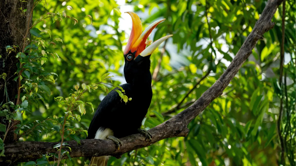 Rhinoceros Hornbill