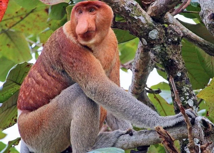 Bongawan River Cruise Proboscis Monkey, SkyMirror, Fireflies