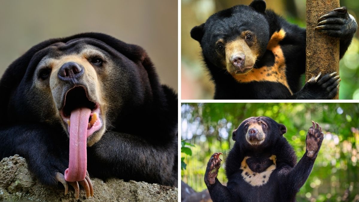 Bornean Sun Bear Conservation Centre