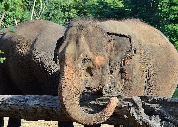 Experience Elephant Sanctuary and Sticky Waterfall