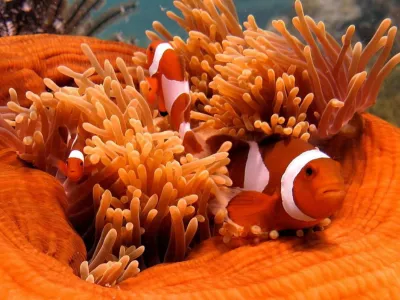 Guided Snorkeling Day Trip, Kota Kinabalu, Sabah, Malaysia