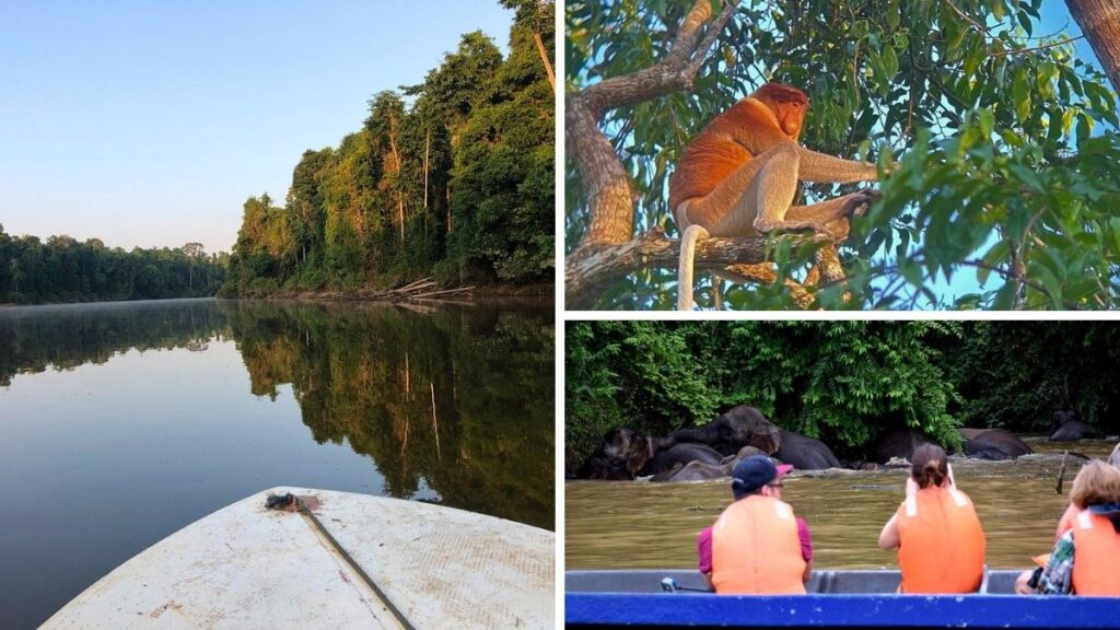 Kinabatangan River, Proboscis Monkey and Pygmy Elephants bathing