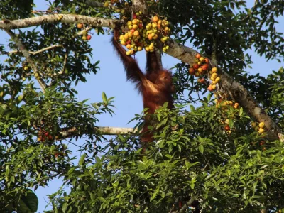 Borneo Wildlife Tour 3 Days 2 Nights At Tanjung Bulat Jungle Camp Kinabatangan
