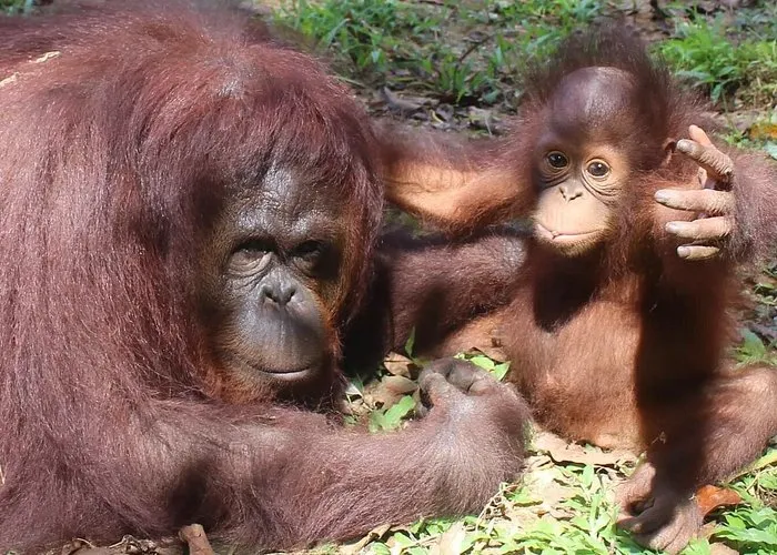 orangutan