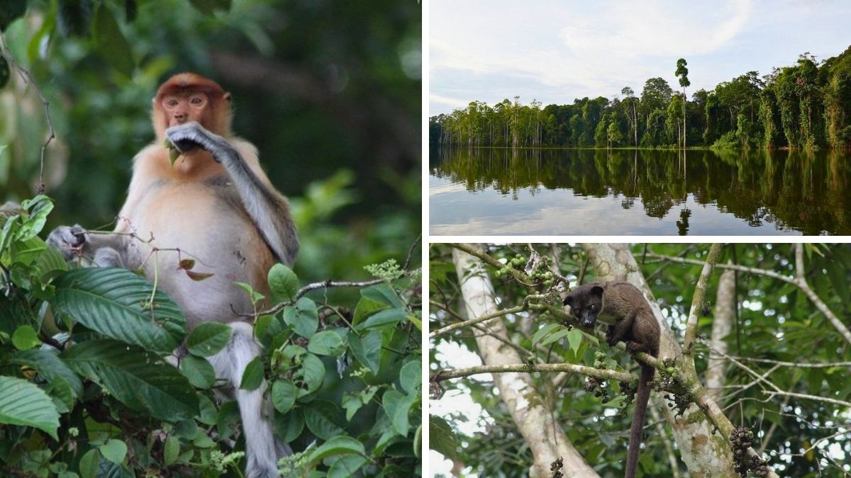 Proboscis Monkey, Kinabatangan River, and Palm Civet