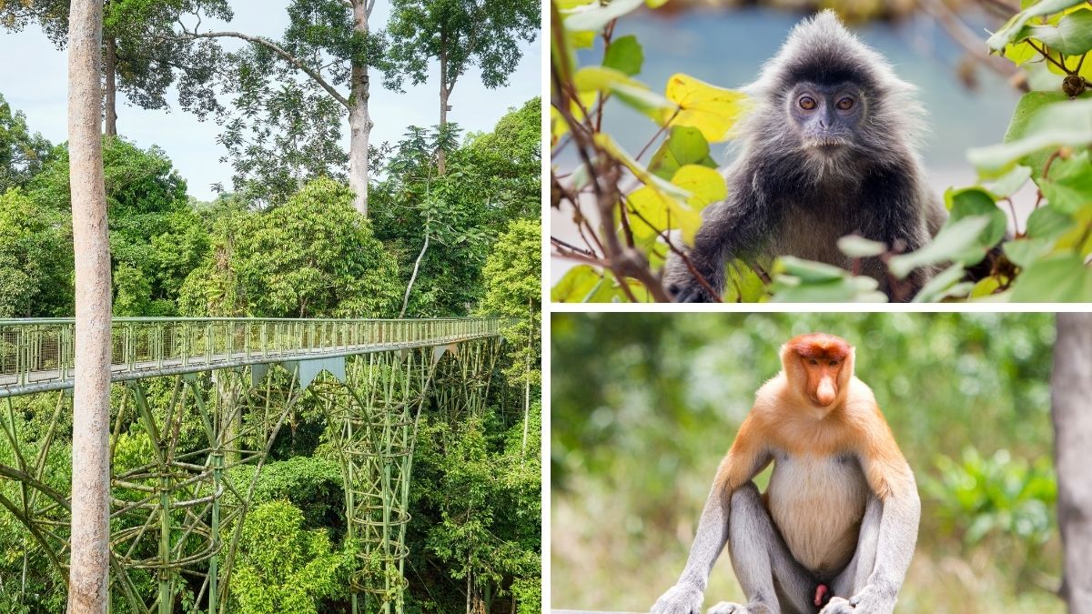 Canopy bridge through a tropical forest beside portraits of a silvered leaf monkey and a proboscis monkey