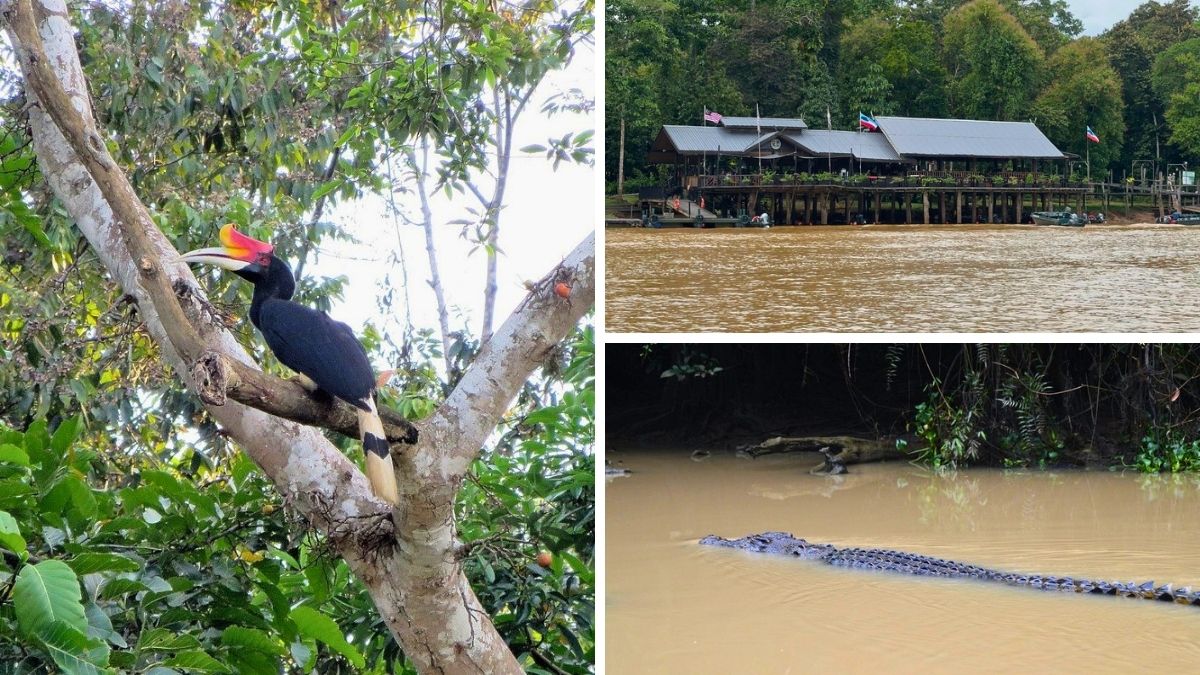 Collage of a hornbill in a tree, a riverside lodge, and a crocodile swimming in muddy water