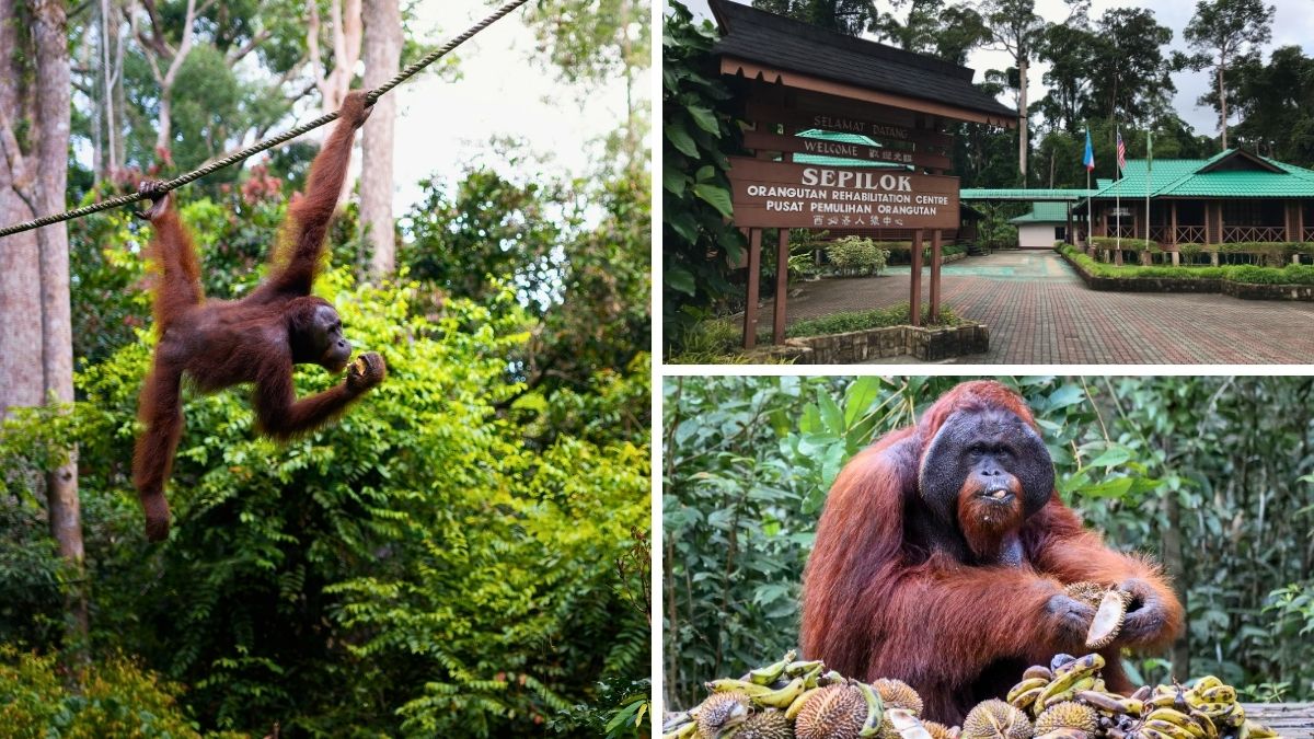 Collage of orangutans at Sepilok Orangutan Rehabilitation Centre, including one climbing and another eating fruit