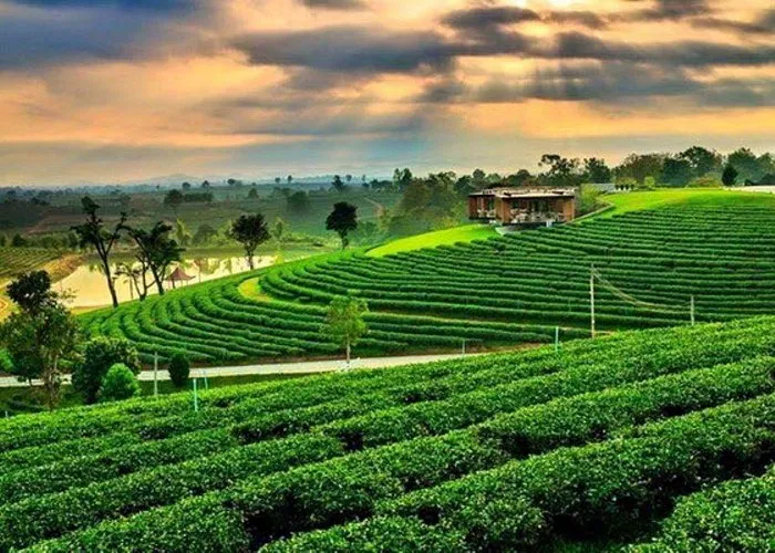 tea plantation