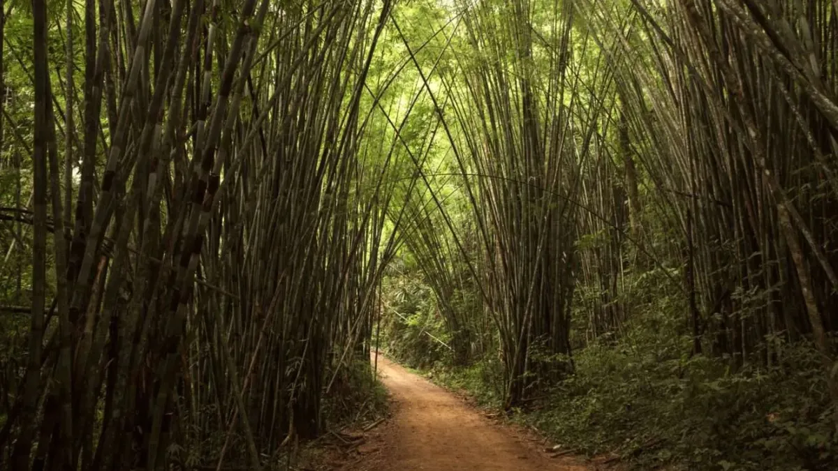 A dirt path winding through a dense bamboo grove
