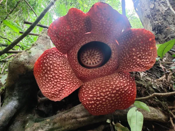 Blooming Rafflesia in the rainforests of Borneo