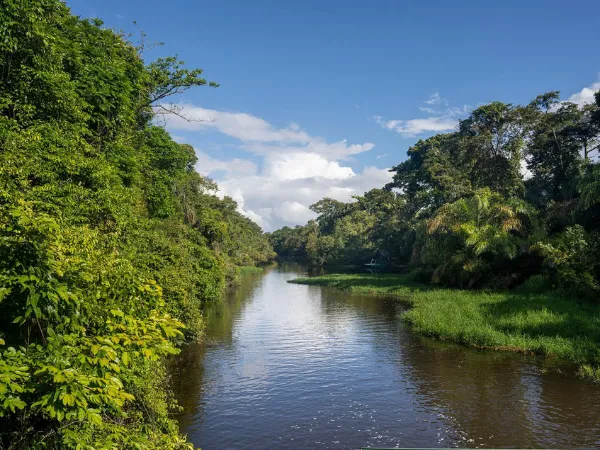 River winding through dense tropical forest under a blue sky