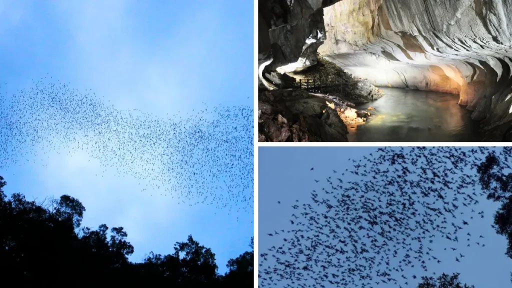 Bats flying in a large swarm over a cave entrance at dusk