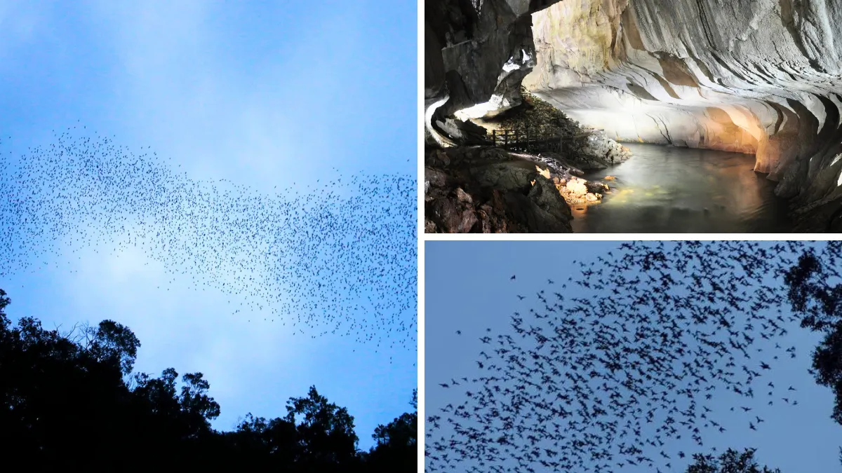 Bats flying in a large swarm over a cave entrance at dusk