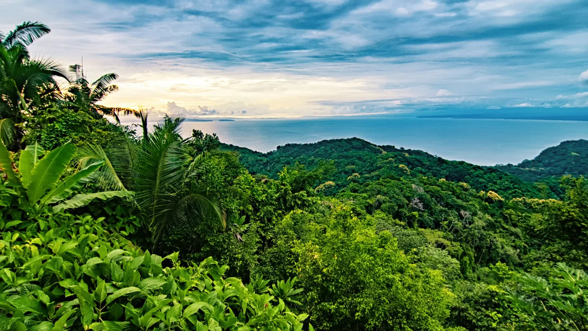 Tropical rainforest overlooking the ocean at sunrise