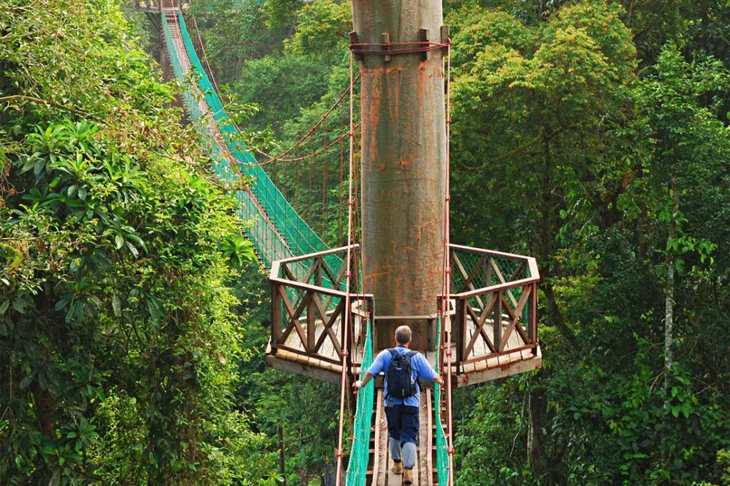 A person walking across a suspension bridge in a lush forest