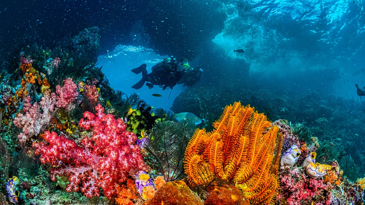 Diving and snorkeling Koh Samet