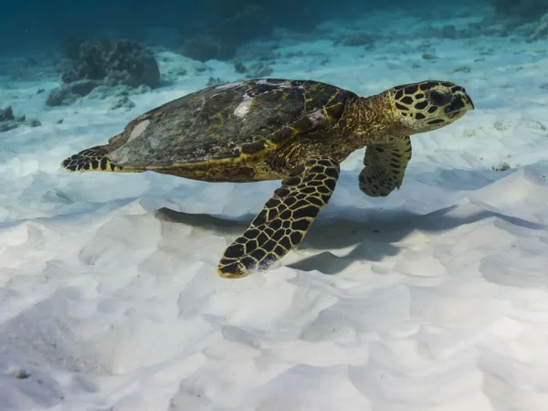 Hawksbill Turtle