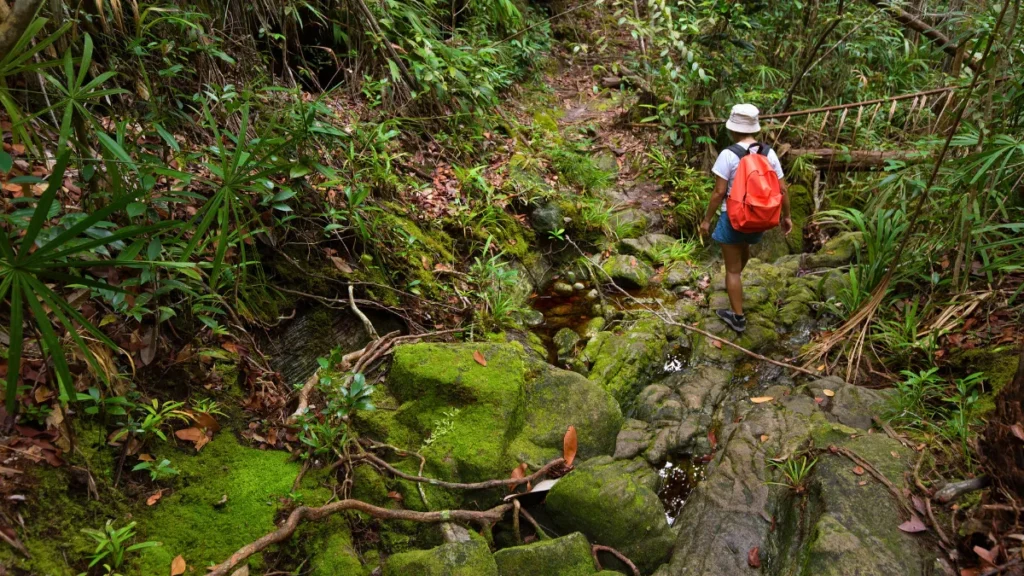 Jungle trek in the Batang Ai, Sarawak, Borneo Malaysia
