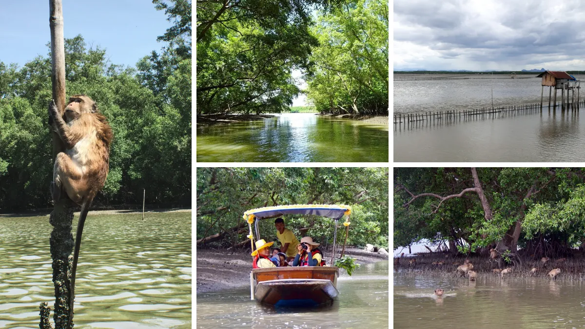Collage of monkeys in a flooded mangrove forest, with a boat tour and stilt house nearby
