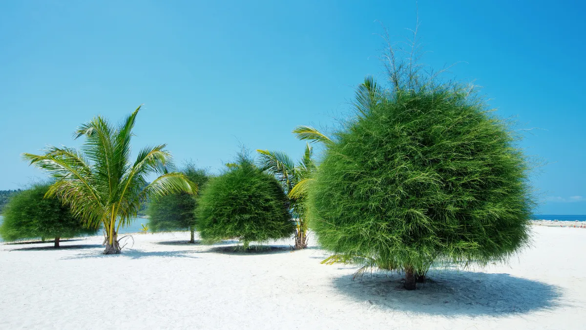 Palm trees and round green shrubs on a white sandy beach under a clear blue sky