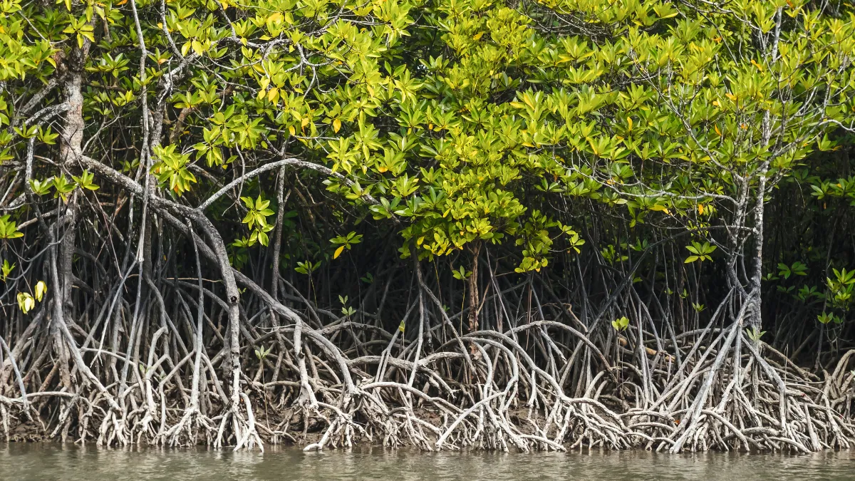 Mangrove trees with exposed roots along the water’s edge
