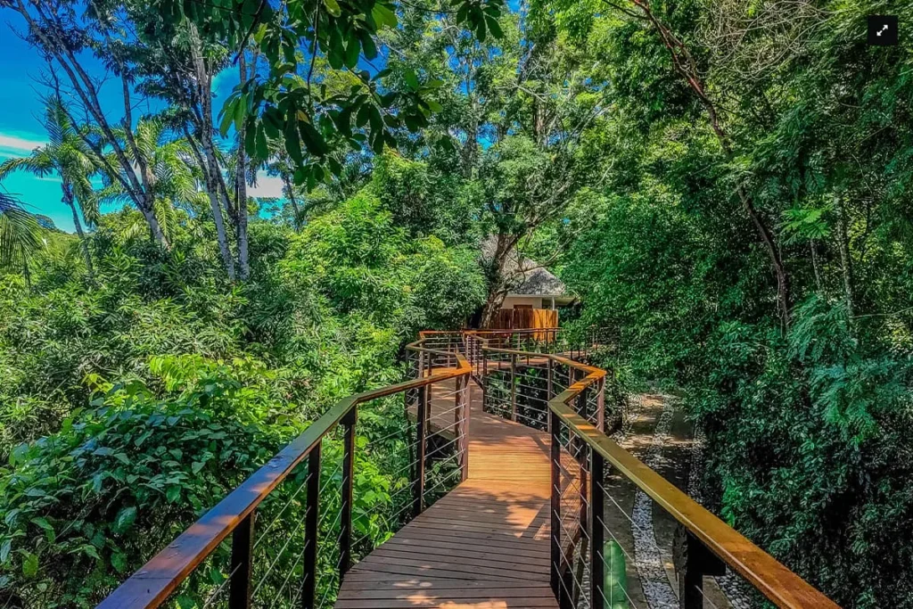 Wooden boardwalk winding through dense tropical forest