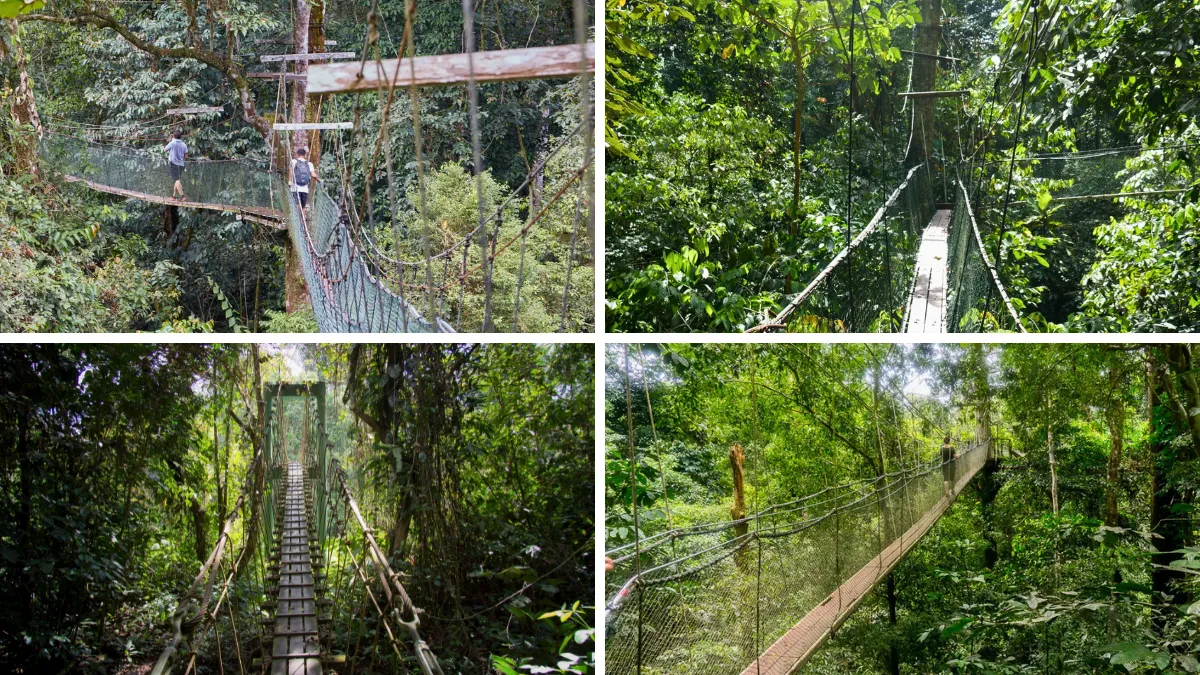 Four views of suspension bridges and canopy walkways in a dense tropical forest