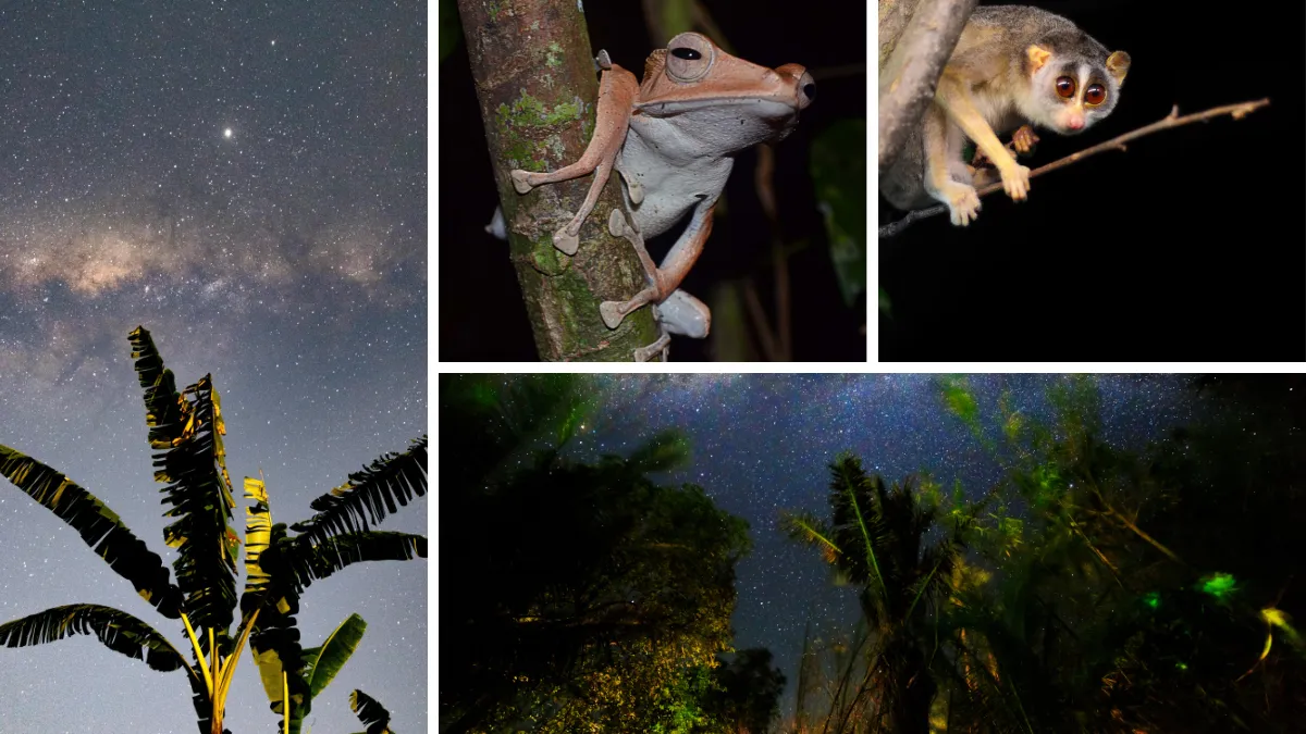 Night sky over tropical forest with a frog and a small primate on branches