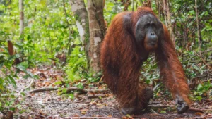 Orangutan on a forest path, Sarawak