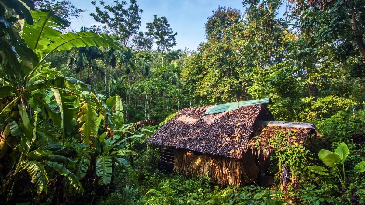 Thatched hut surrounded by dense tropical forest
