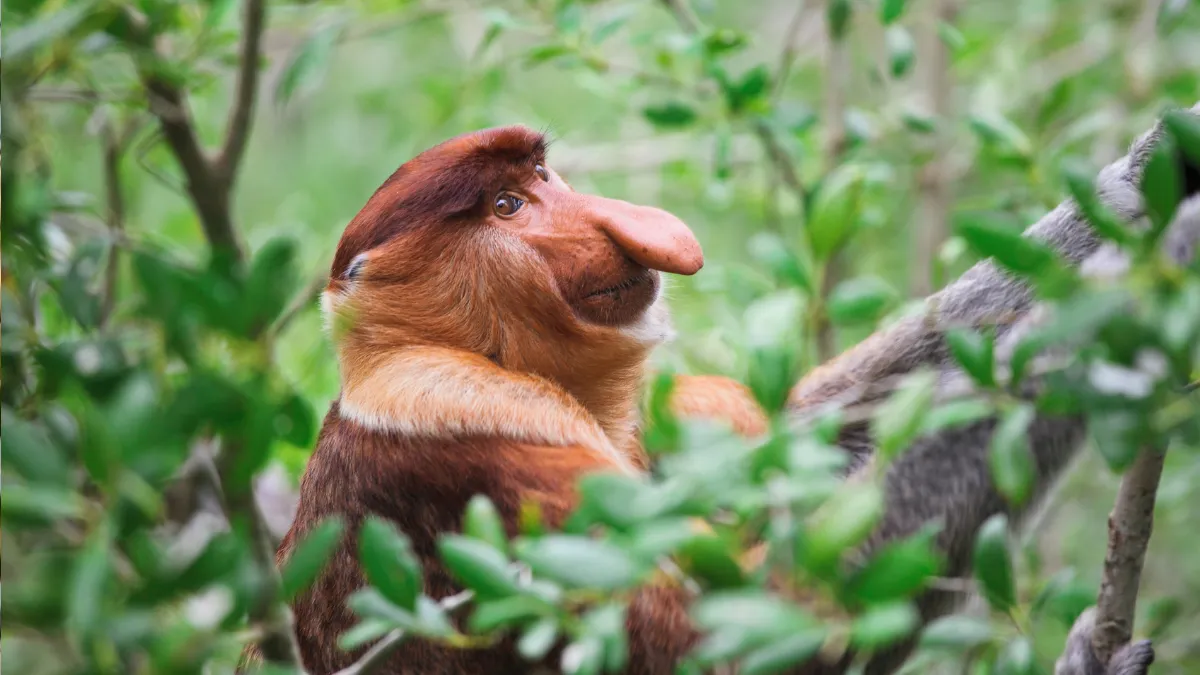 Proboscis Monkey, Bako National Park, Sarawak