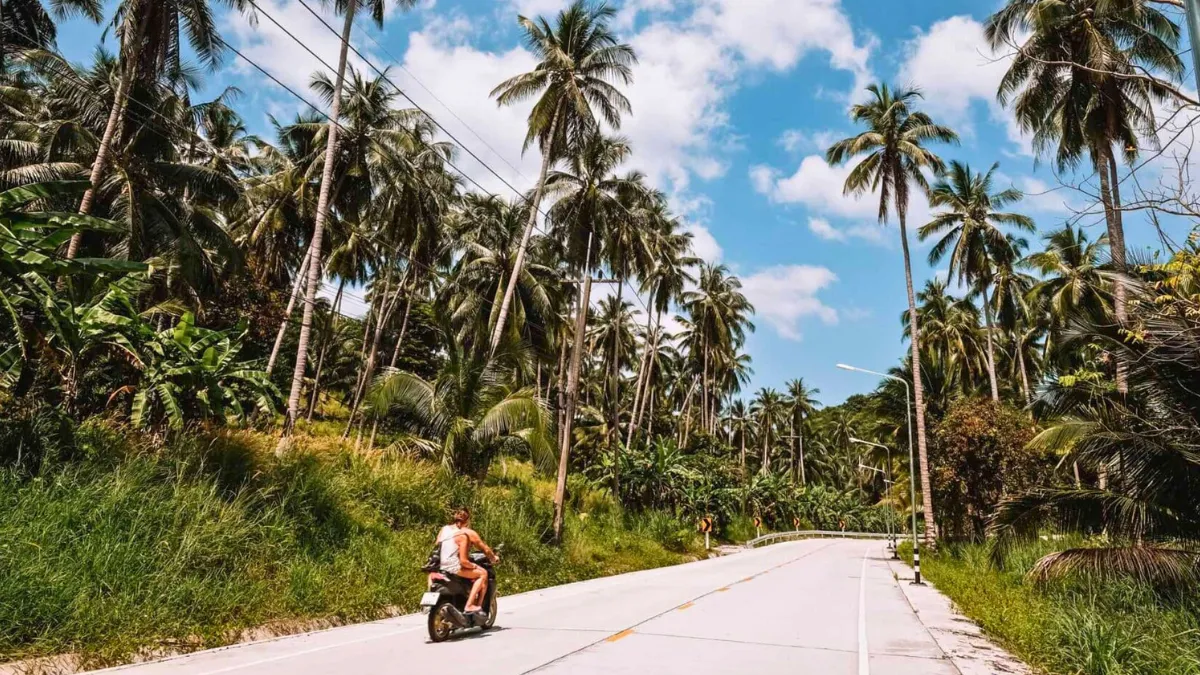 A scooter rider on a tropical road lined with tall palm trees