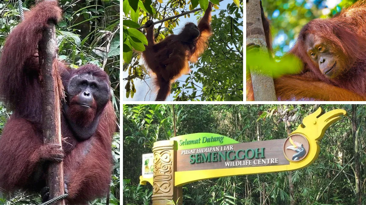 Orangutans at Semenggoh Wildlife Centre sign