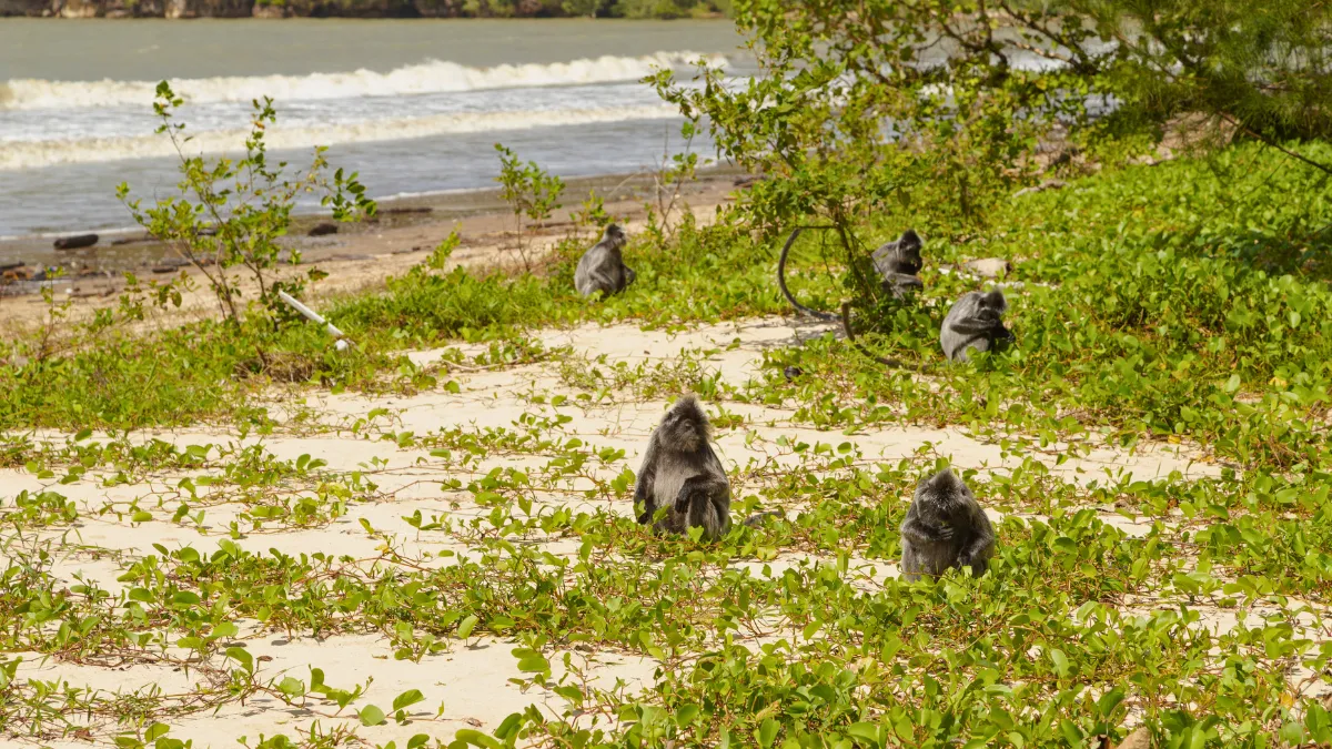 Silvered Leaf Langur Monkey, Bako National Park, Sarawak